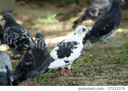 HATO (Pigeon) 57232379