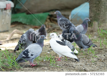 HATO (Pigeon) HATO (Pigeon) 57232383