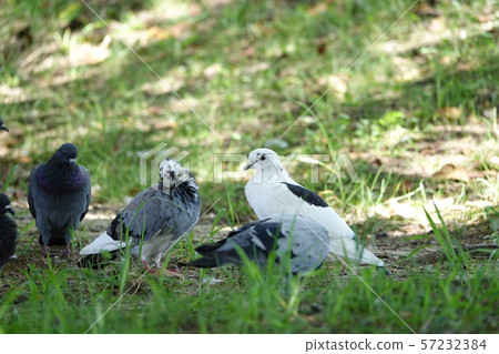 HATO (Pigeon) 57232384