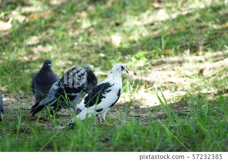 HATO (Pigeon) HATO (Pigeon) 57232385