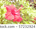 Hibiscus Okinawa 57232924