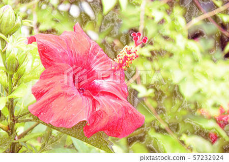 ハイビスカス 沖縄 ハイビスカス 沖縄 57232924