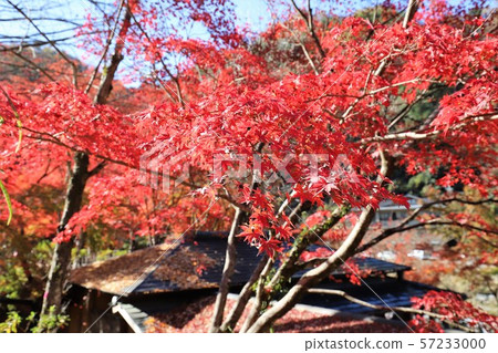 Autumn leaves of Konami River Autumn leaves of Konami River 57233000
