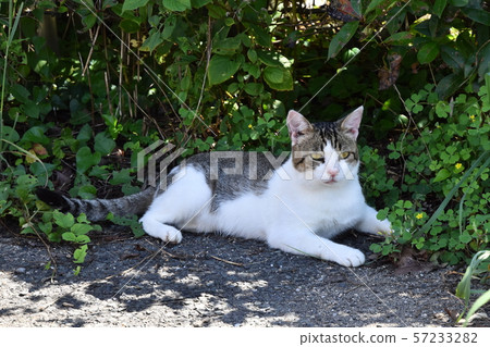 在漁港的貓 57233282