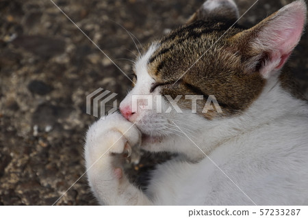 在漁港的貓 57233287