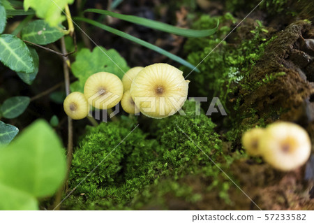 在高尾山的Benihitake蘑菇 57233582