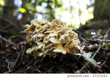 高尾山的蝙蝠 57233583