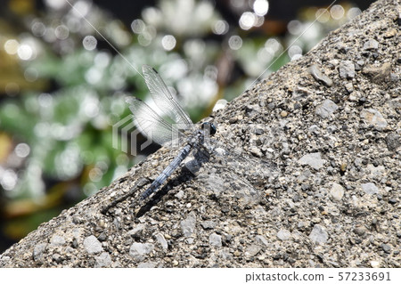 Lake Biwa Insect Lake Biwa Insect 57233691
