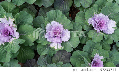 Ornamental cabbage (flowering kale) plant in a 57233711