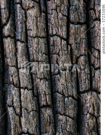 Closeup dried texture of dark brown bark. 57233896