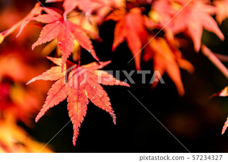 Colorful autumn leaves close-up Autumn image Beautiful scenery Beautiful photos Travel Colorful autumn leaves close-up Autumn image Beautiful scenery Beautiful photos Travel 57234327