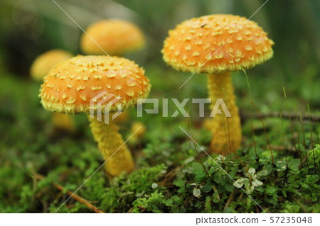 Kamikochi飛木耳蘑菇橙色有毒蘑菇 Kamikochi飛木耳蘑菇橙色有毒蘑菇 57235048