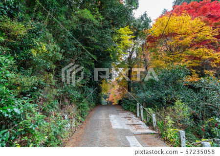Maple of Hyuga Ojingu approach Maple of Hyuga Ojingu approach 57235058