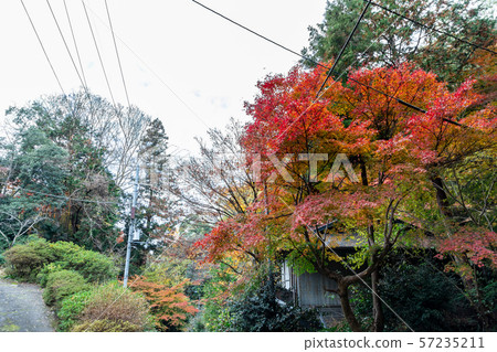 Maple of Hyuga Ojingu approach Maple of Hyuga Ojingu approach 57235211
