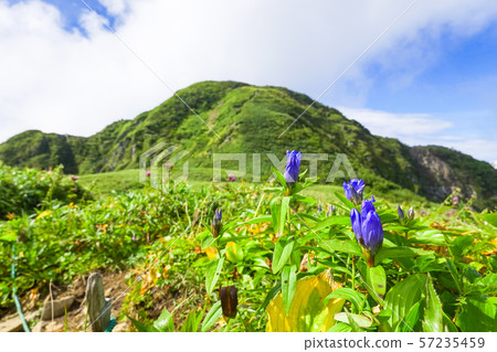 Climbing Amekisoyama (Gentian flowers blooming in Yangpyeong) 57235459