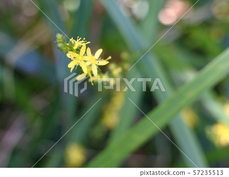 Background material Autumn wild grass 57235513