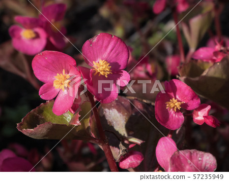Red begonia flowers Red begonia flowers 57235949