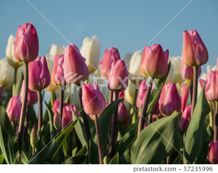 Field of pink and white tulips in the setting sun 57235996