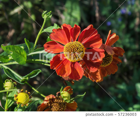 Helenium 57236003