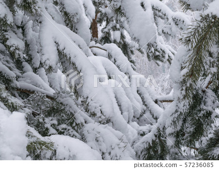 View from the thick of the snowy paws of the pine View from the thick of the snowy paws of the pine 57236085