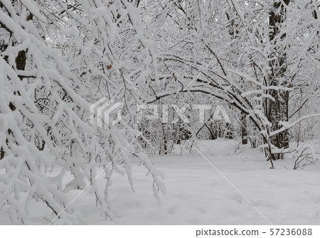 Wonderful winter forest Wonderful winter forest 57236088