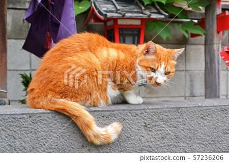 即Neko Tea Toraneko 57236206