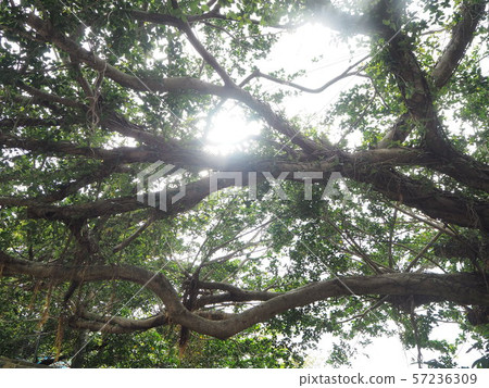 Sunbeams Sunbeams 57236309