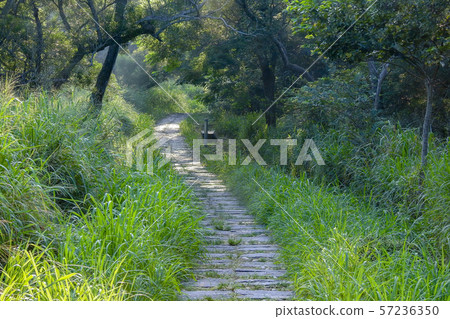 Hiking trail Hiking trail 57236350