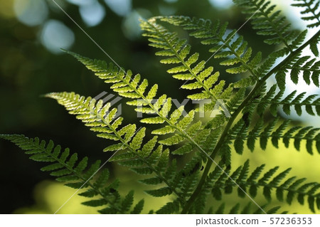 Close-up of Fern in the forest Close-up of Fern in the forest 57236353