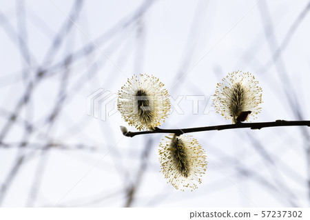 blossoming willow flowers blossoming willow flowers 57237302