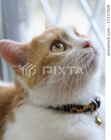 A cat looking up 57237606