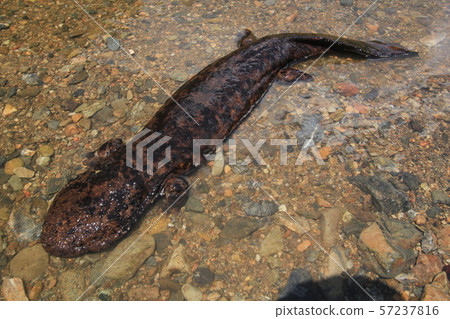 Salty salmon 57237816