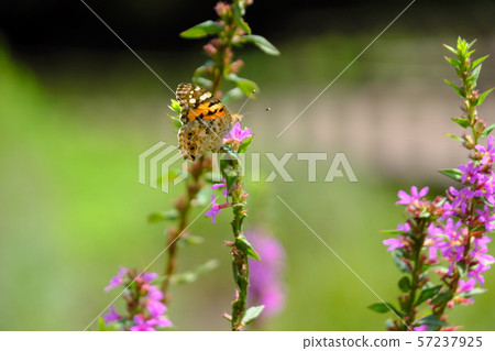 Misohagi and Himeata Katateha 57237925