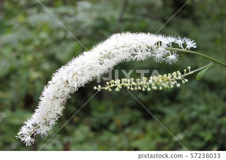 Kamikochi Plant Sarasinashouma 57238033