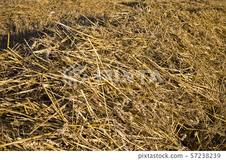new ripe cereal crop new ripe cereal crop 57238239