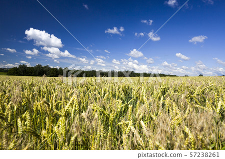 real organic green rye 57238261