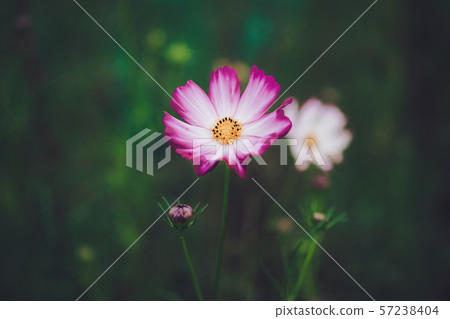 Autumn cosmos Autumn cosmos 57238404