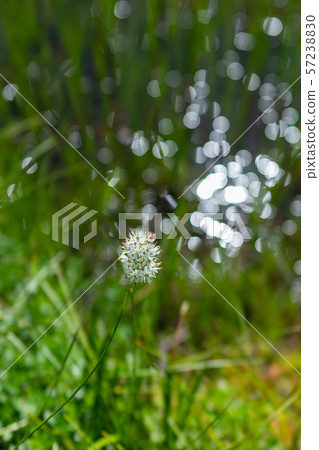 Flower of Iwashobu: Tsugaike Nature Park Otari-mura, Kitazumi-gun 57238830