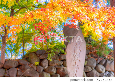 Kokoen Autumn Autumn leaves [Nagano Prefecture] 57239838