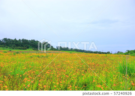 Wildflowers, Fields, Rural, Flowers, Wildflowers, Fields, Rural, Flowers, 57240926