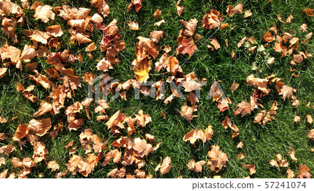 Green grass, close-up view from above, autumn texture, many leaves fallen from trees, golden leaves 57241074