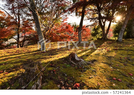 秋天圖像Ozekiyama公園秋天風景 57241364