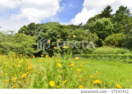 [Osaka Prefecture, Habikino City] World Heritage Site, Furuichi Burial Mounds (Ojin Emperor's Tomb, Sotobori Outlet) 57241422