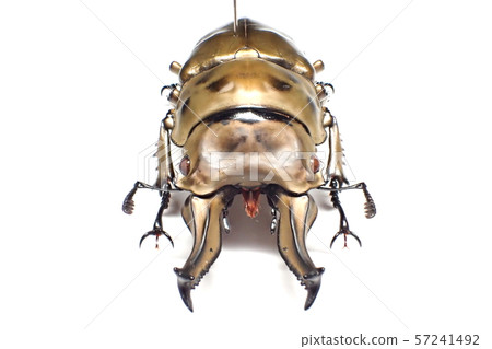 Rosenberg Ogon stag Allotopus rosenbergi Rosenberg Ogon stag Allotopus rosenbergi 57241492