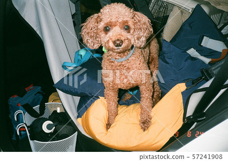 puppy puppy 57241908