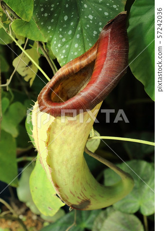 豬籠草，食肉植物 57242036