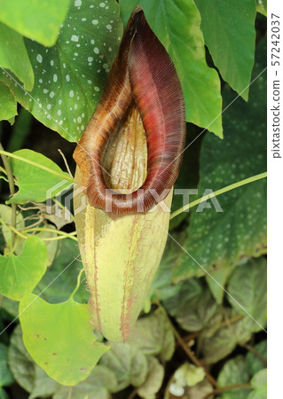豬籠草，食肉植物 57242037
