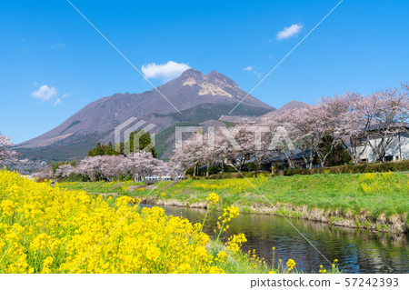 湯布岳 櫻花和油菜花盛開 四月湯布院 照片素材 圖片 圖庫