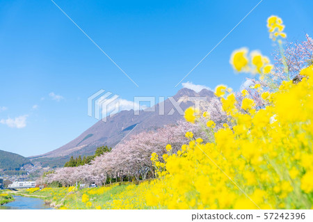 湯布岳 櫻花和油菜花盛開 四月湯布院 照片素材 圖片 圖庫