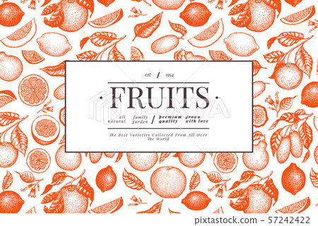 Citrus design template. Hand drawn vector fruit 57242422
